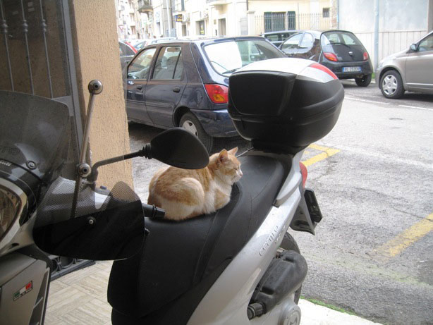 Кот-мотоциклист в Асколи